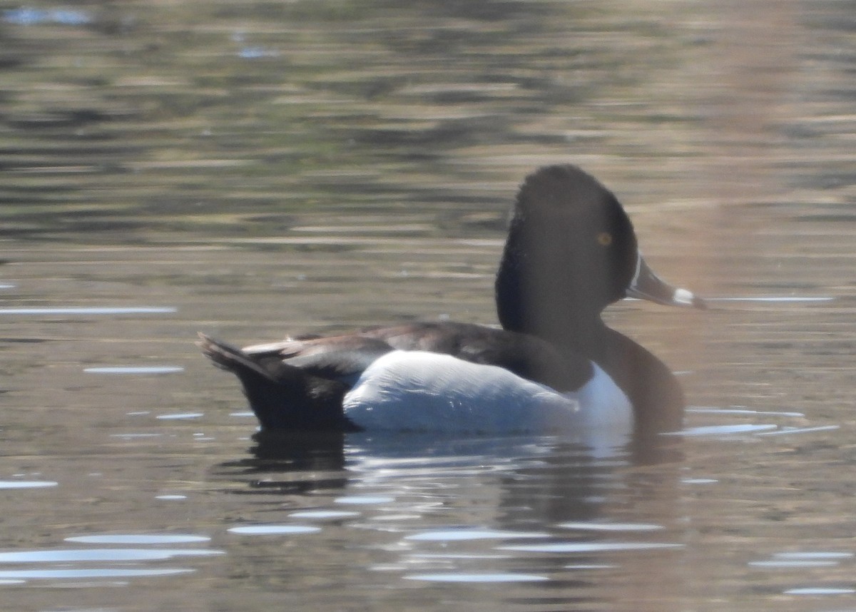 Ring-necked Duck - ML618398493