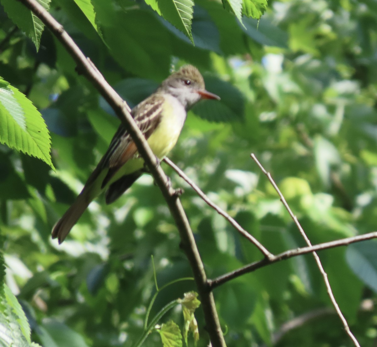 Great Crested Flycatcher - ML618398521
