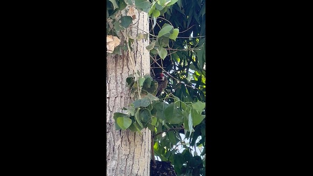 Arizona Woodpecker - ML618398532