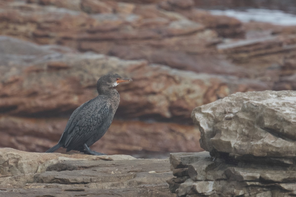 Crowned Cormorant - Ross Bartholomew