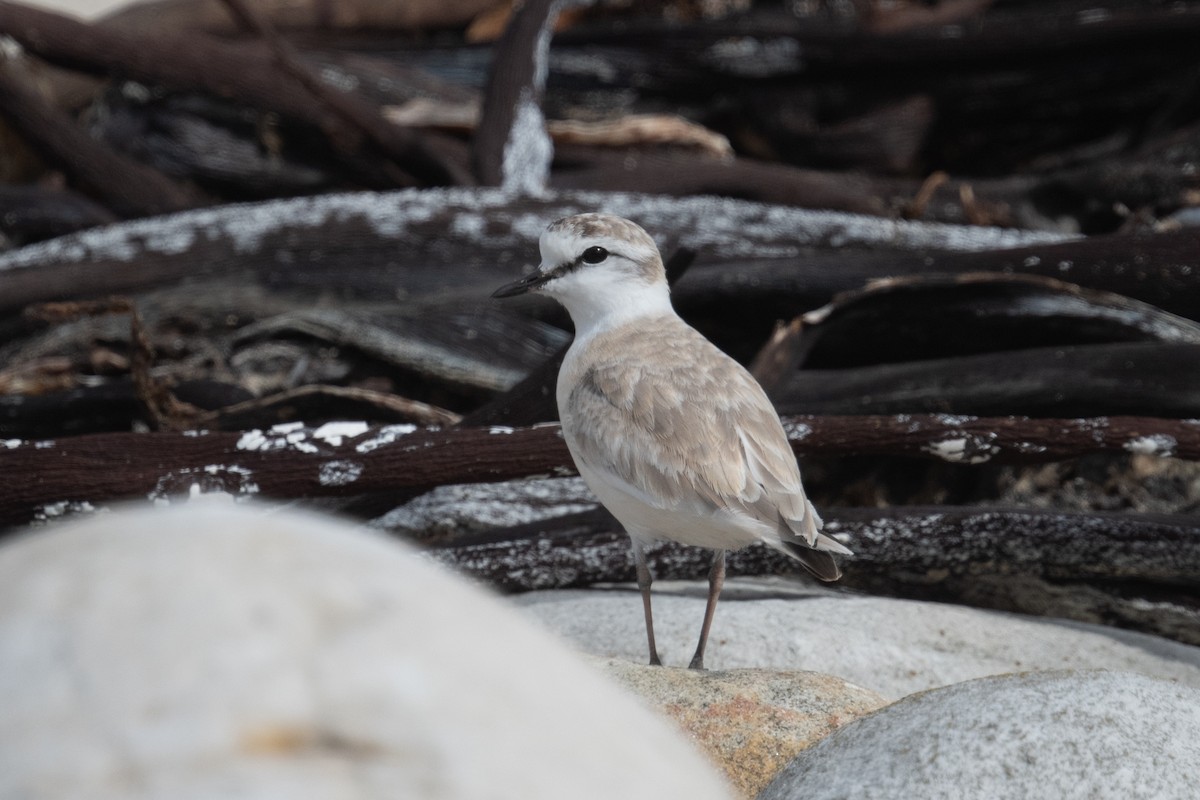 White-fronted Plover - ML618398589