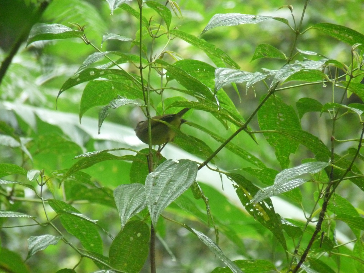 Costa Rican Warbler - ML618398592
