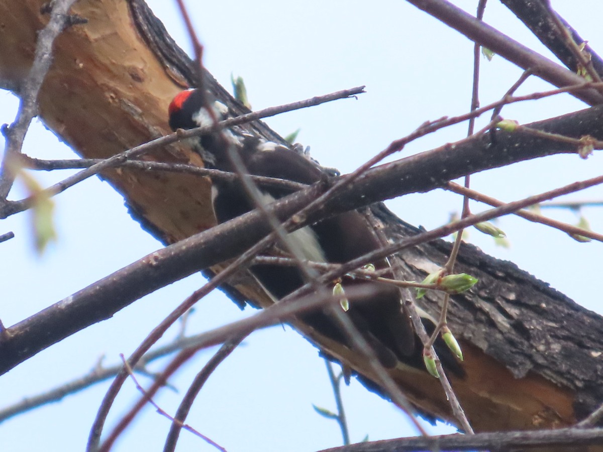Hairy Woodpecker (Rocky Mts.) - ML618398618