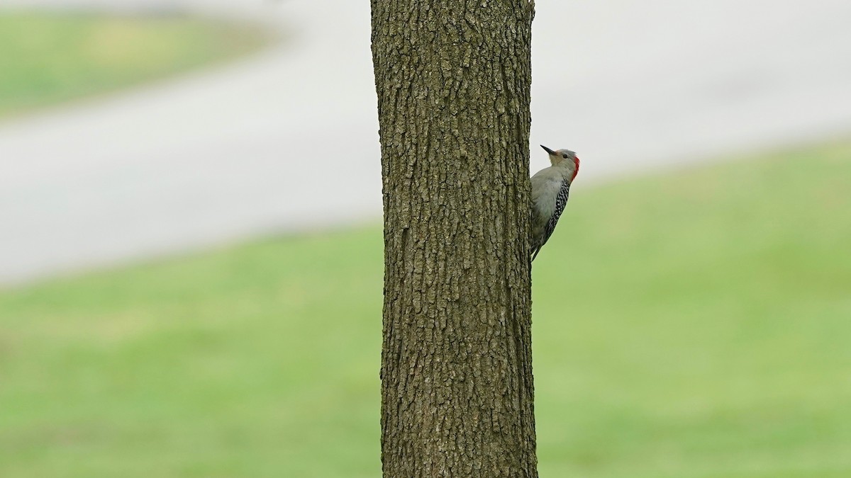 Red-bellied Woodpecker - Indira Thirkannad