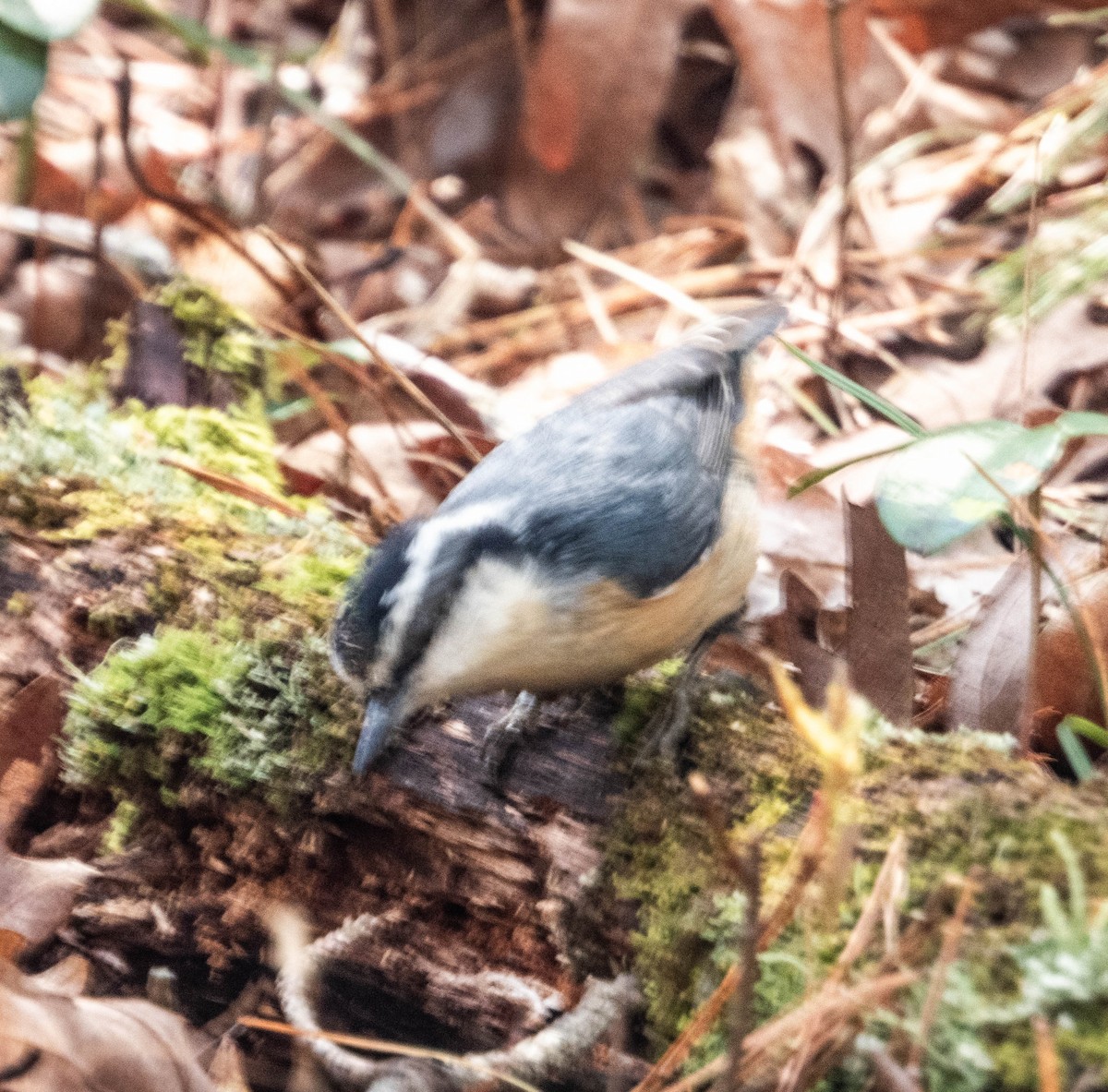 Red-breasted Nuthatch - ML618398656