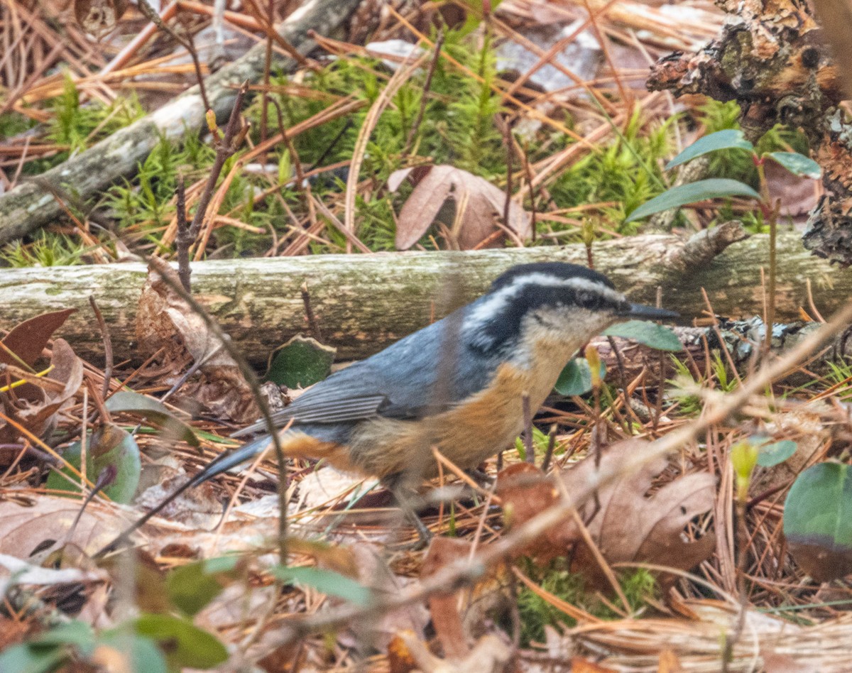 Red-breasted Nuthatch - ML618398657