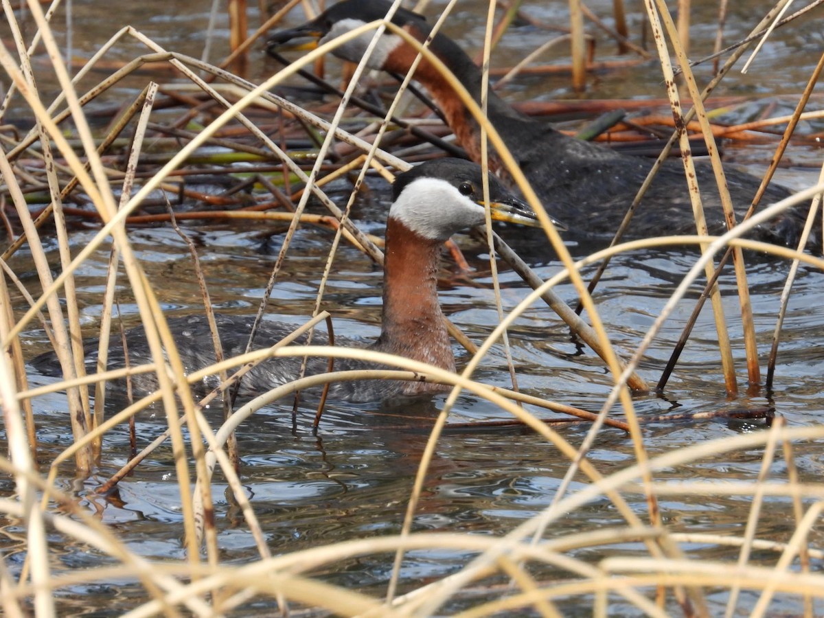 Red-necked Grebe - ML618398694