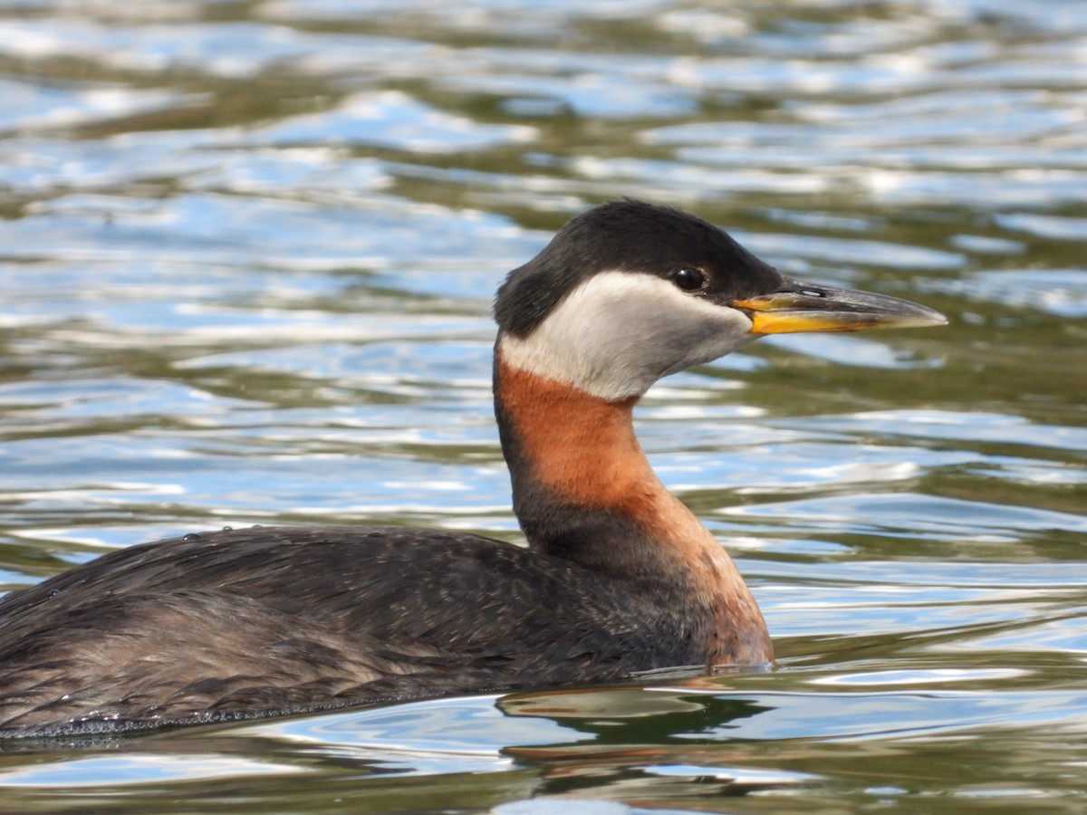 Red-necked Grebe - ML618398695