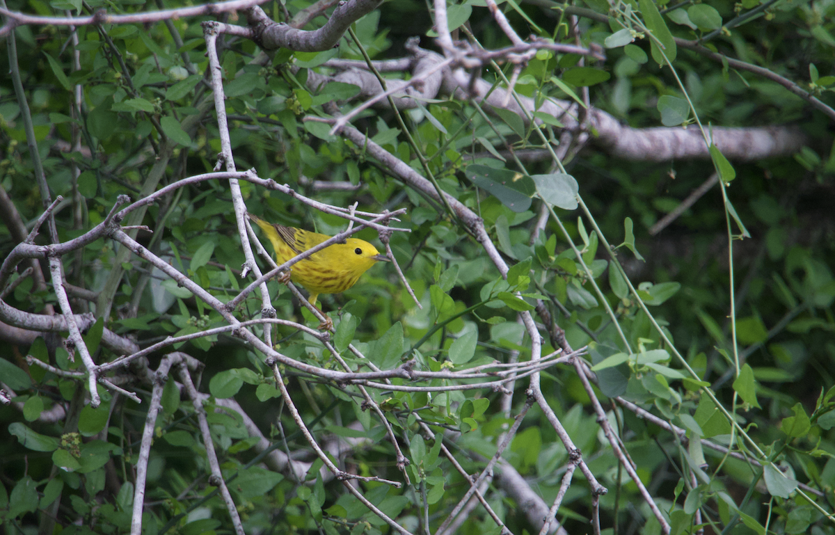 Yellow Warbler (Northern) - ML618398739