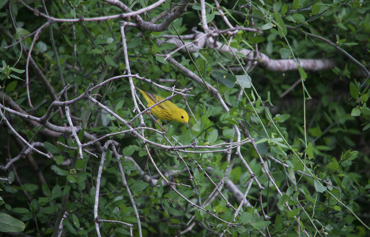 Yellow Warbler (Northern) - ML618398740