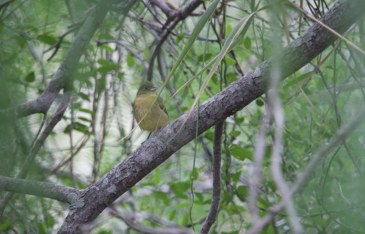 Painted Bunting - ML618398744