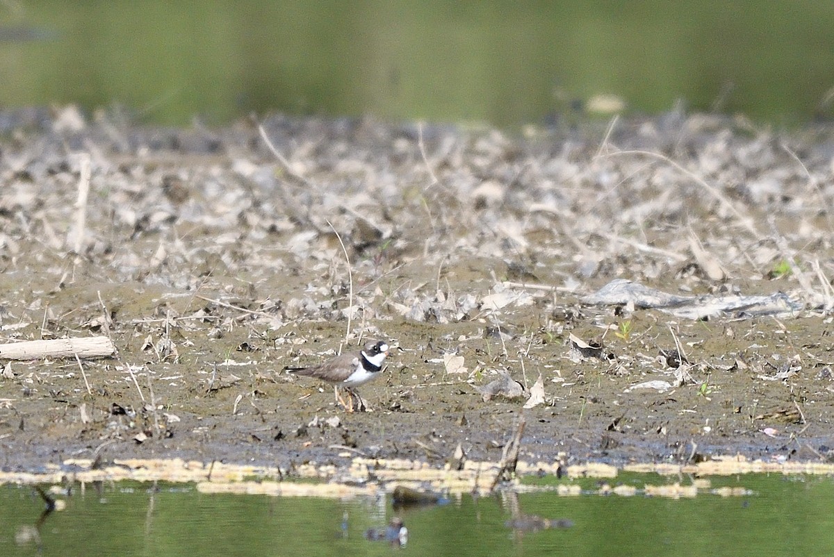 Semipalmated Plover - ML618398753