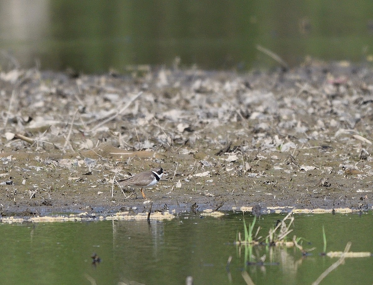 Semipalmated Plover - ML618398754