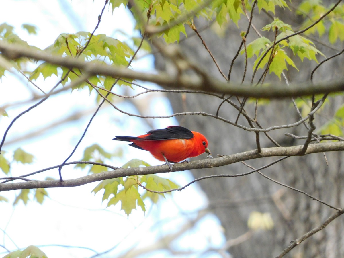 Scarlet Tanager - ML618398762