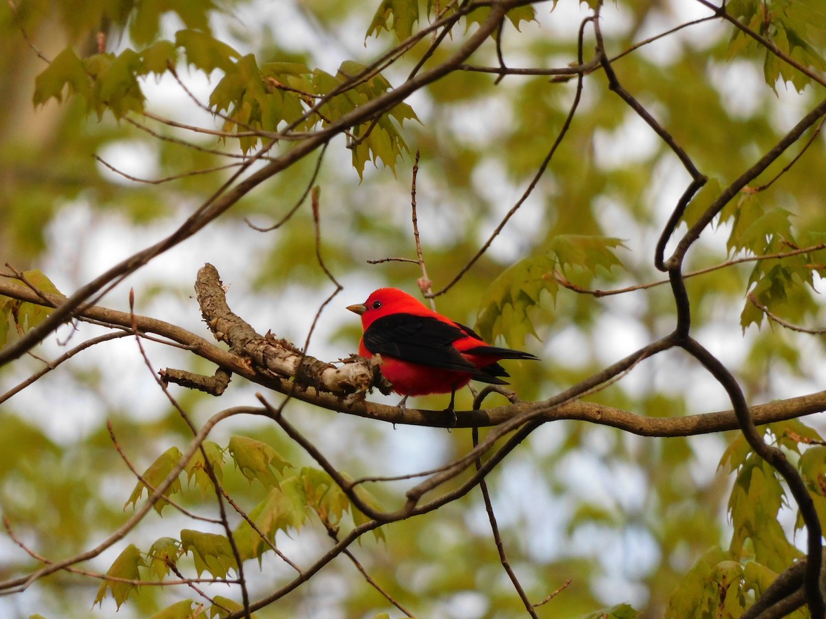 Scarlet Tanager - ML618398763