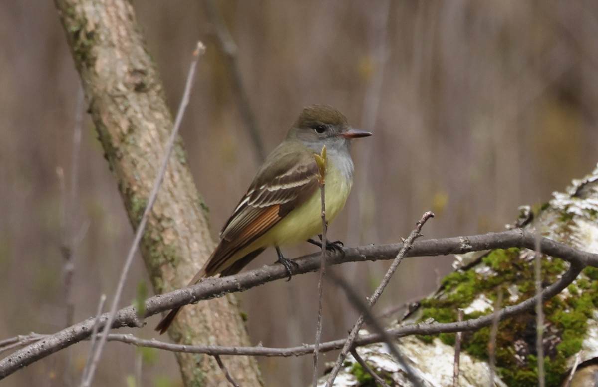 Great Crested Flycatcher - Claire Dumont