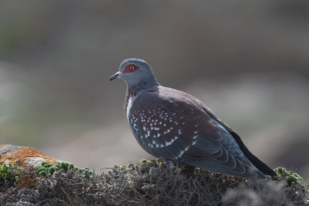 Speckled Pigeon - ML618398821