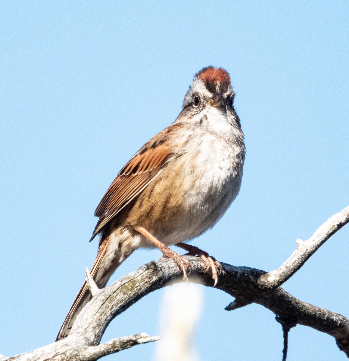Swamp Sparrow - ML618398835