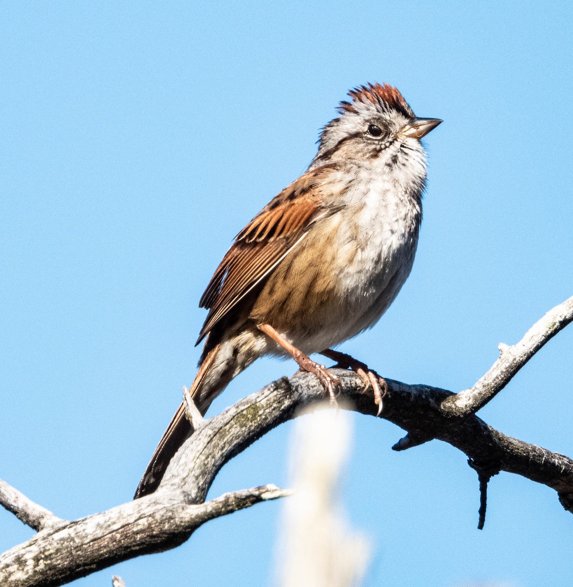 Swamp Sparrow - ML618398837