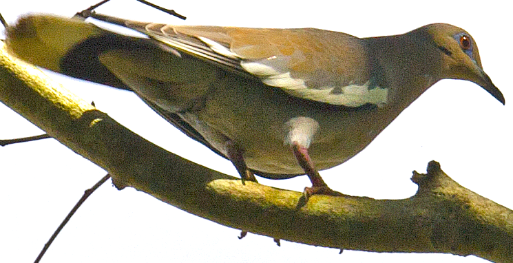 White-winged Dove - ML618398858