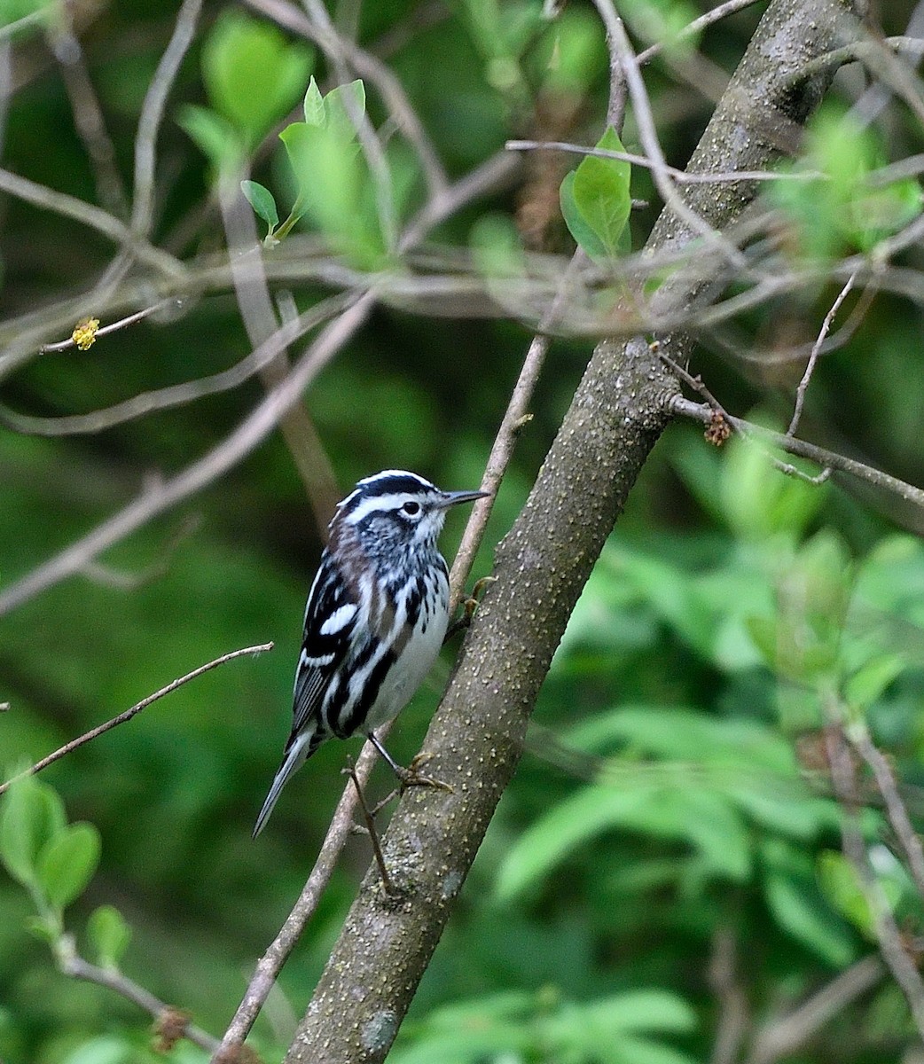 Black-and-white Warbler - ML618398864