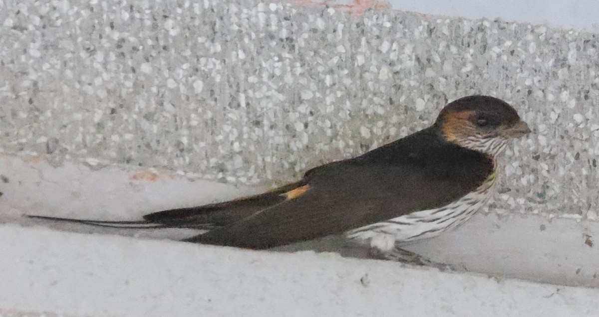 Striated Swallow - ML618398869