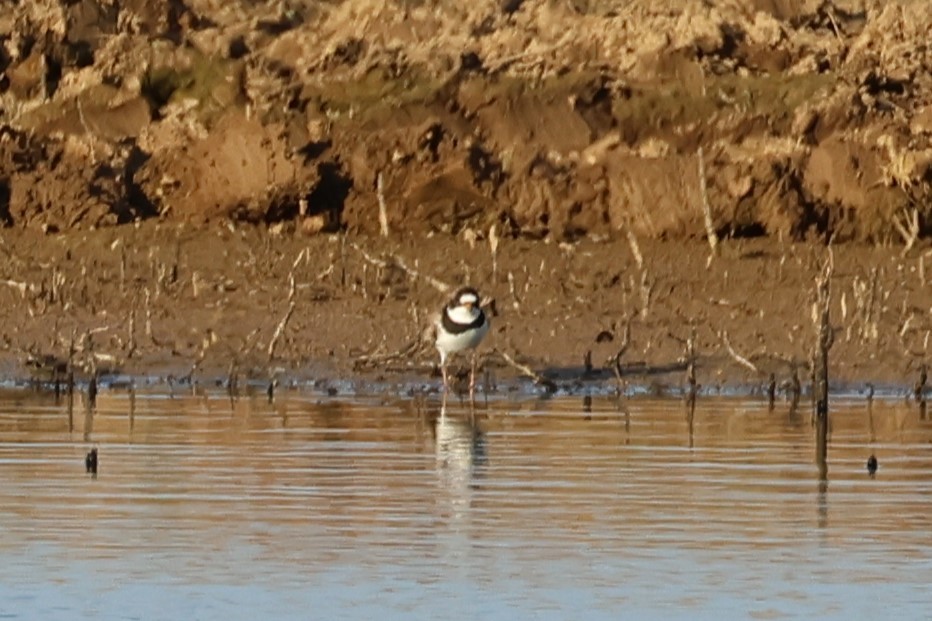 Semipalmated Plover - ML618398927