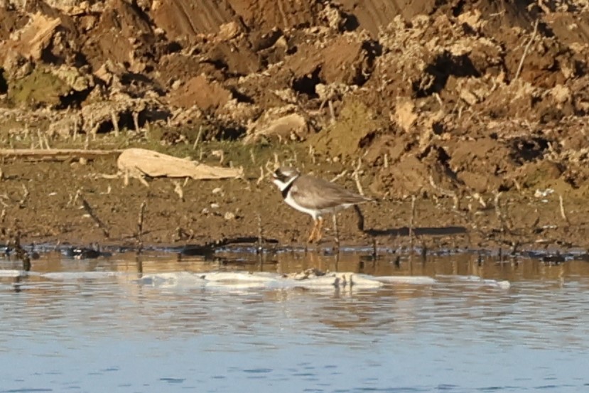 Semipalmated Plover - ML618398928