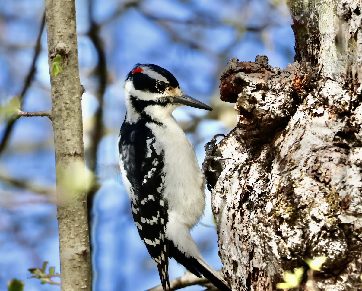 Hairy Woodpecker - Charlie   Nims