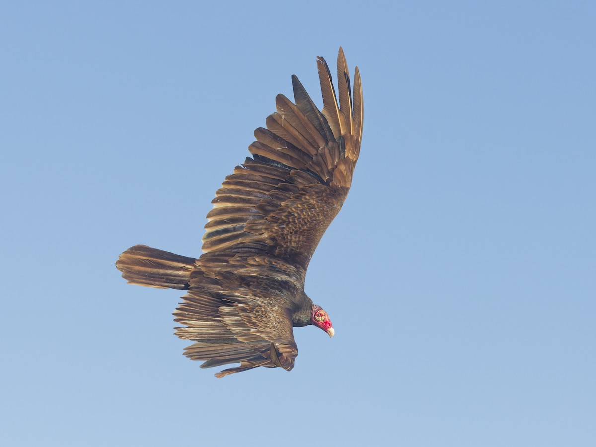 Turkey Vulture - ML618398963