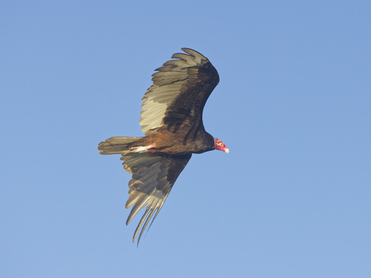 Turkey Vulture - Angus Wilson