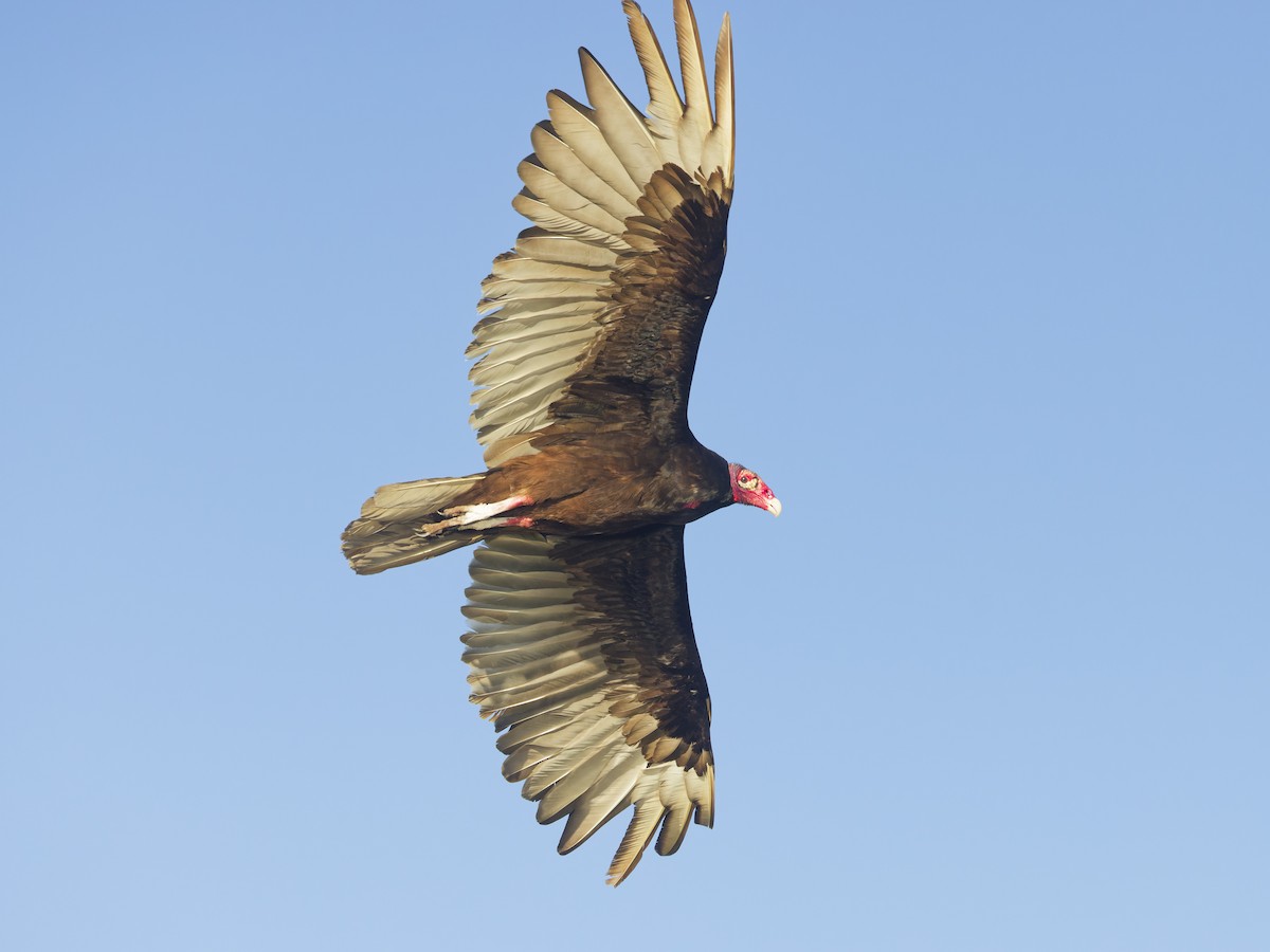 Turkey Vulture - ML618398965