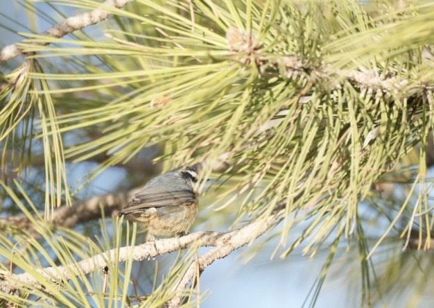 Red-breasted Nuthatch - ML618398968