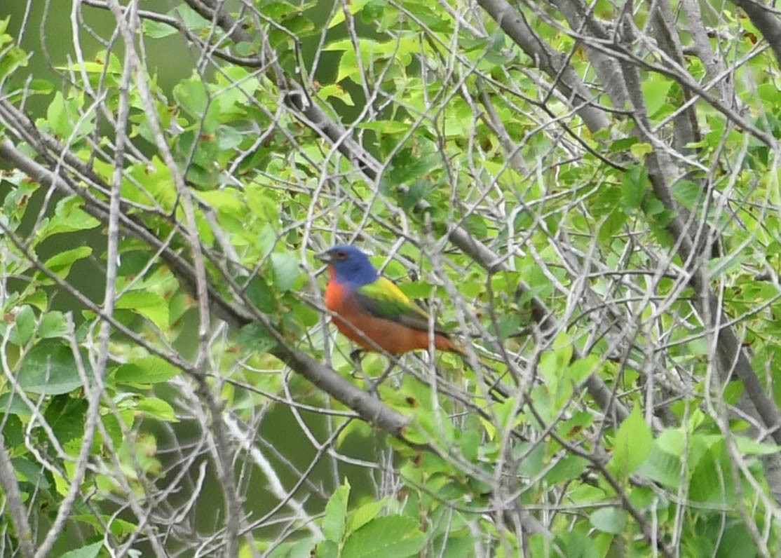 Painted Bunting - ML618398983
