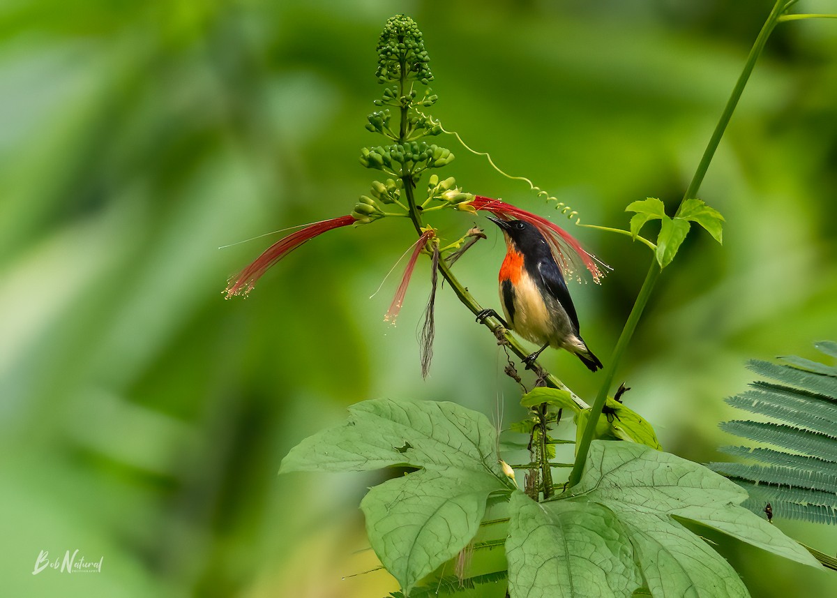 Blood-breasted Flowerpecker - ML618398999