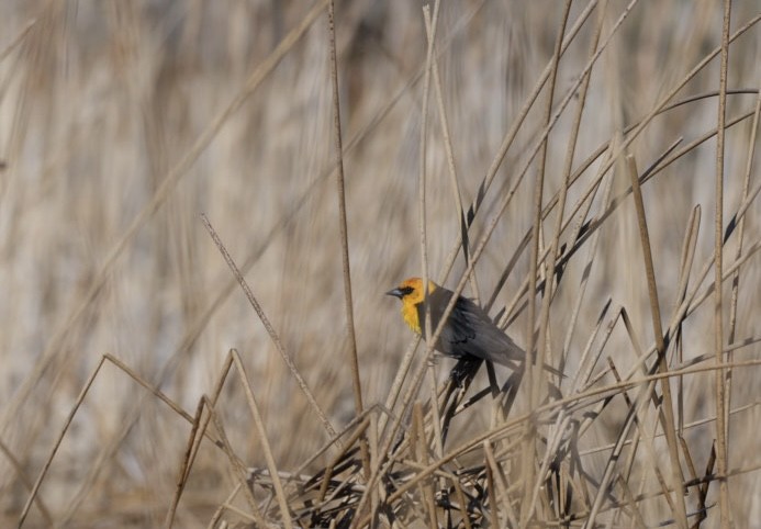 Yellow-headed Blackbird - ML618399049