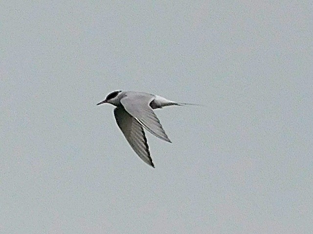 Arctic Tern - Dan Bilderback