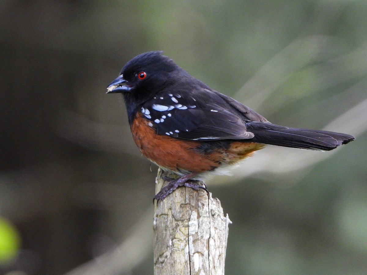 Spotted Towhee - ML618399092