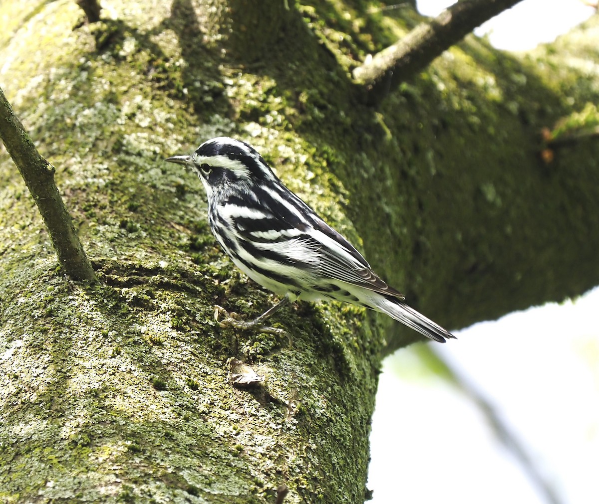 Black-and-white Warbler - ML618399152