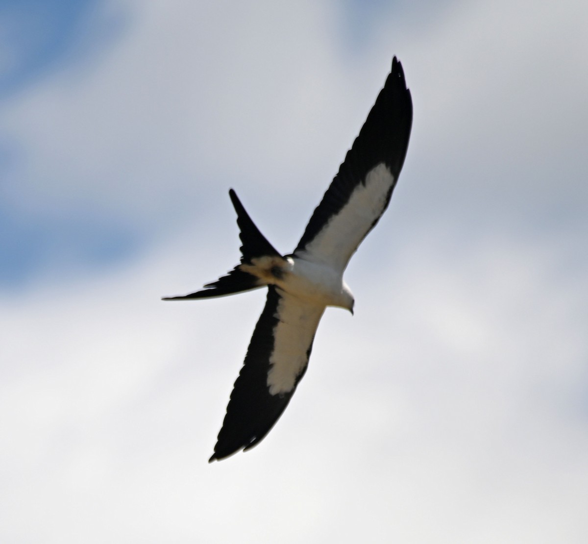 Swallow-tailed Kite - ML618399173