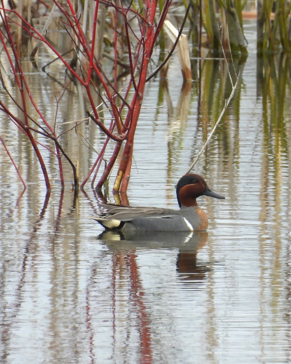 Green-winged Teal - ML618399182
