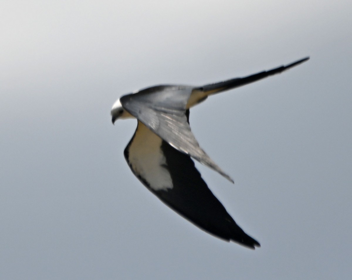 Swallow-tailed Kite - ML618399224