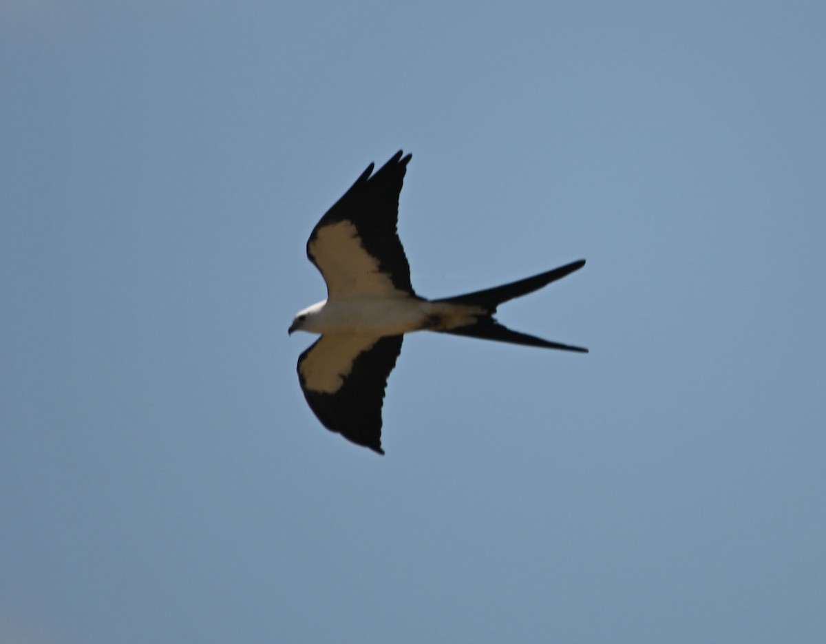 Swallow-tailed Kite - ML618399228