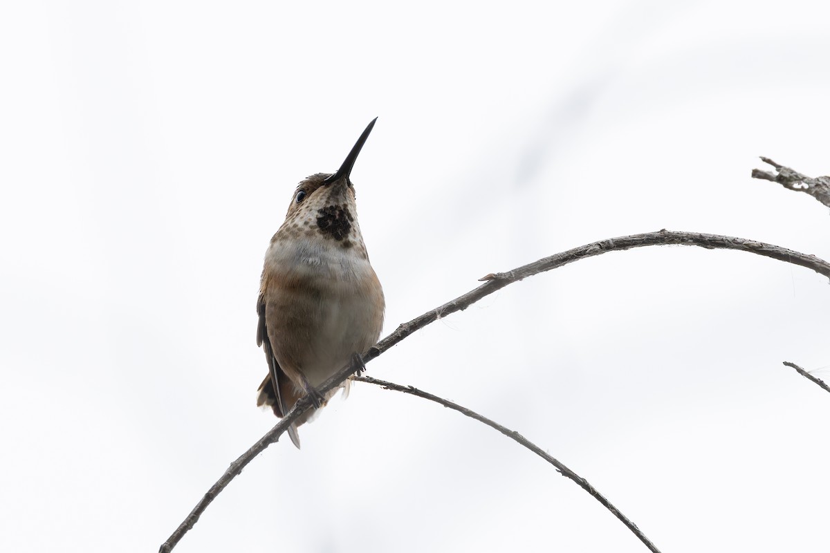 Allen's Hummingbird - Amy Rangel