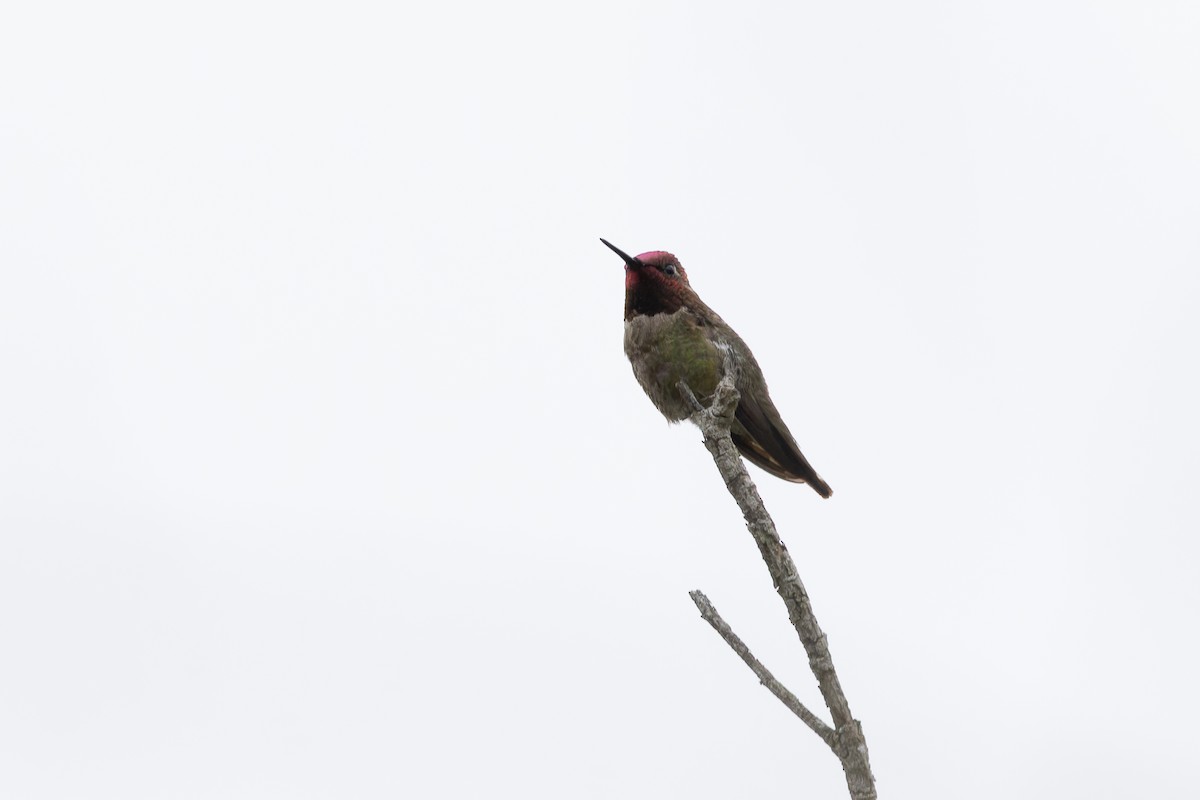 Anna's Hummingbird - ML618399253