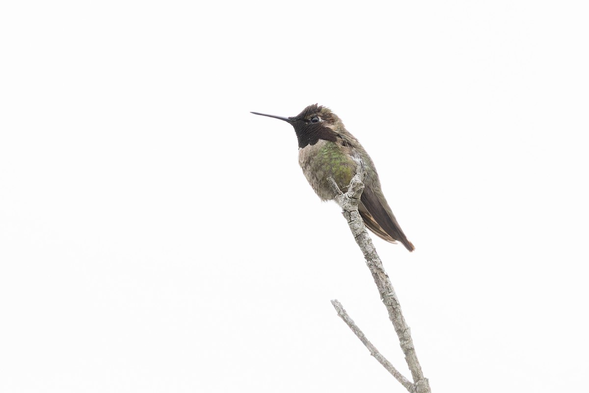 Anna's Hummingbird - ML618399258