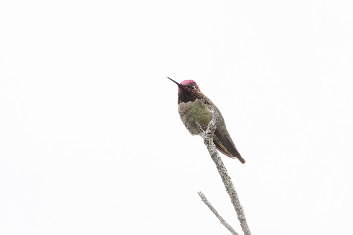 Anna's Hummingbird - ML618399261