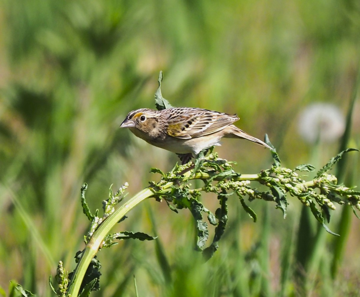 Grasshopper Sparrow - ML618399263