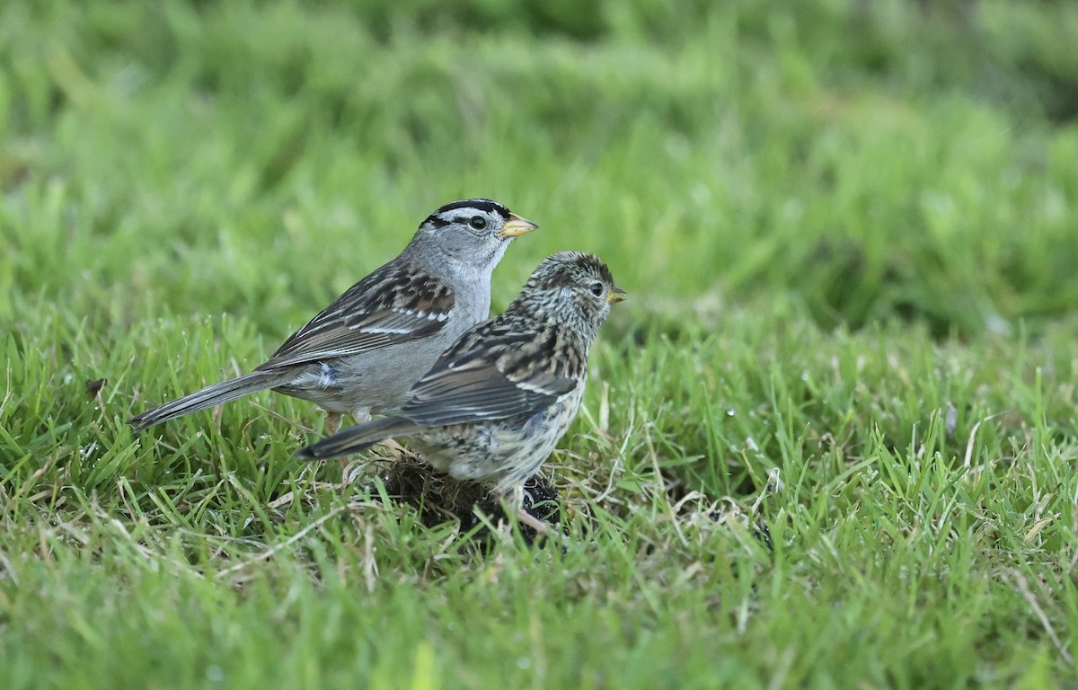 White-crowned Sparrow - ML618399276