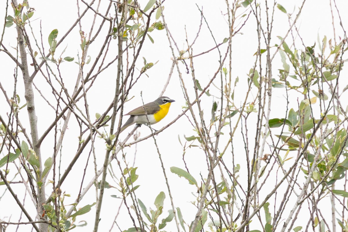 Yellow-breasted Chat - ML618399282